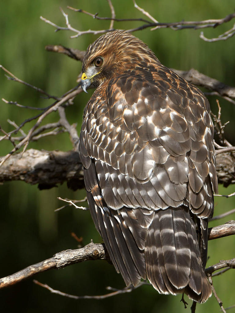 Hawk3.jpg