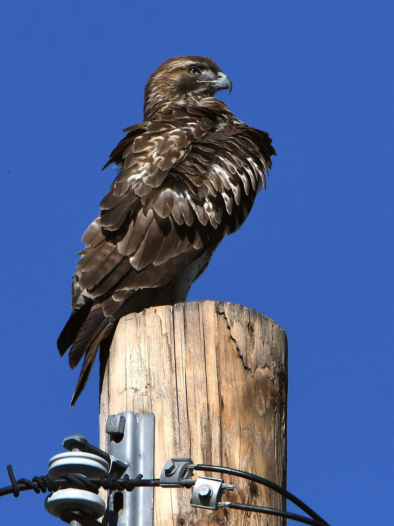 Hawk3.jpg