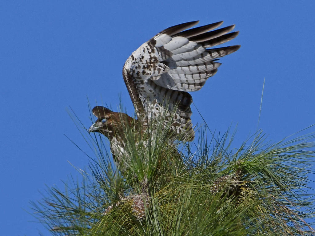 Hawk3.jpg