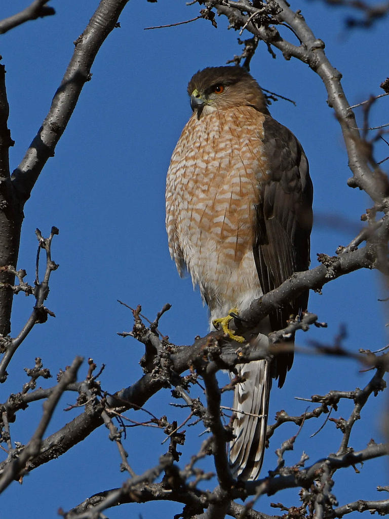 Hawk3.jpg