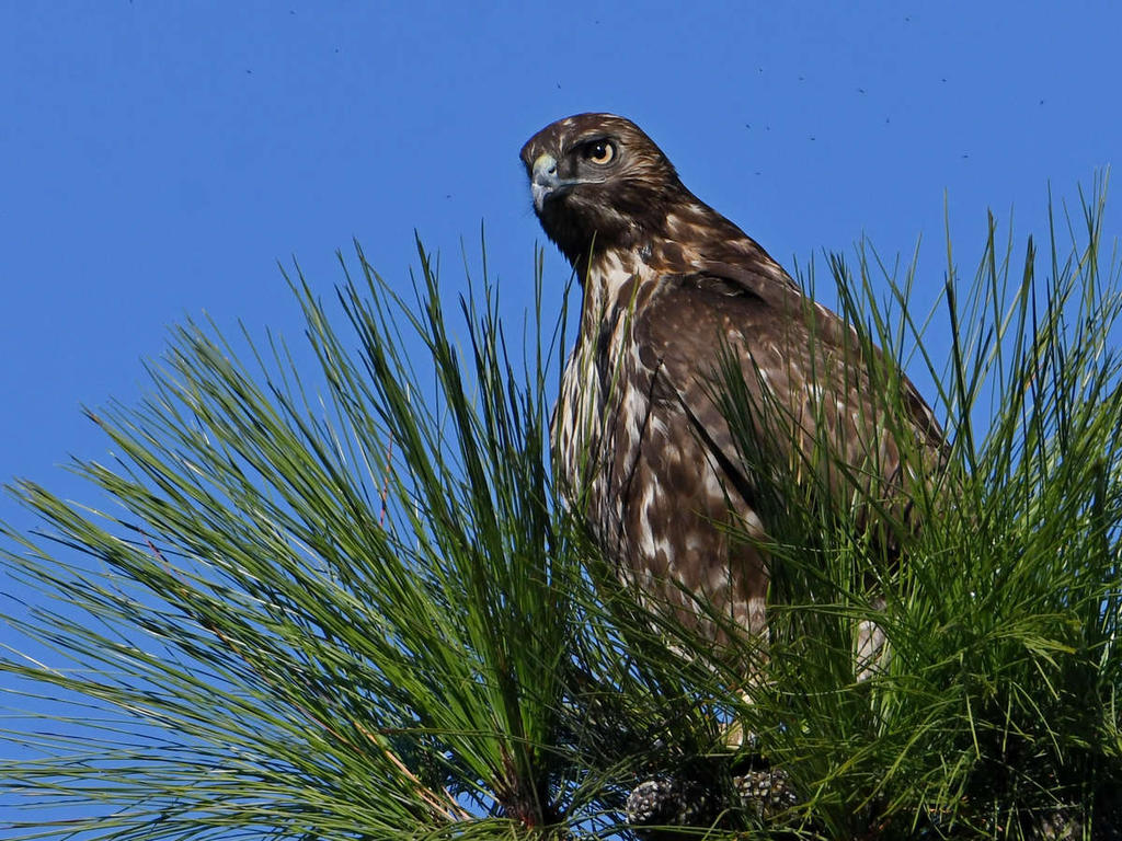 Hawk3.jpg