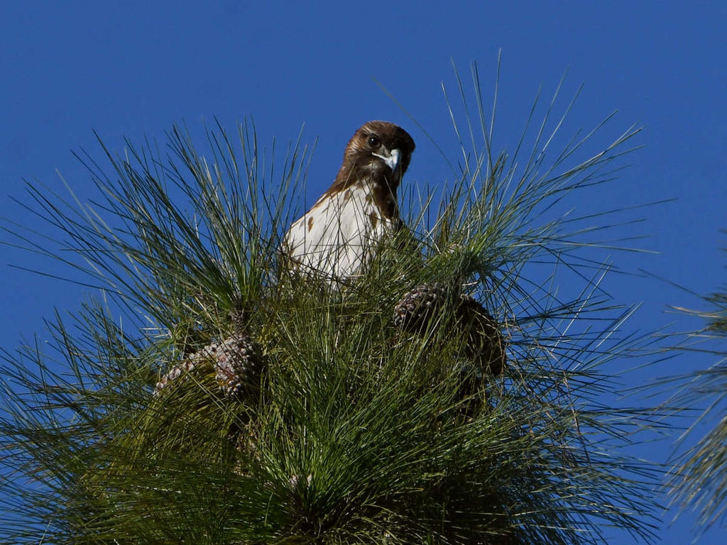 Hawk3.jpg