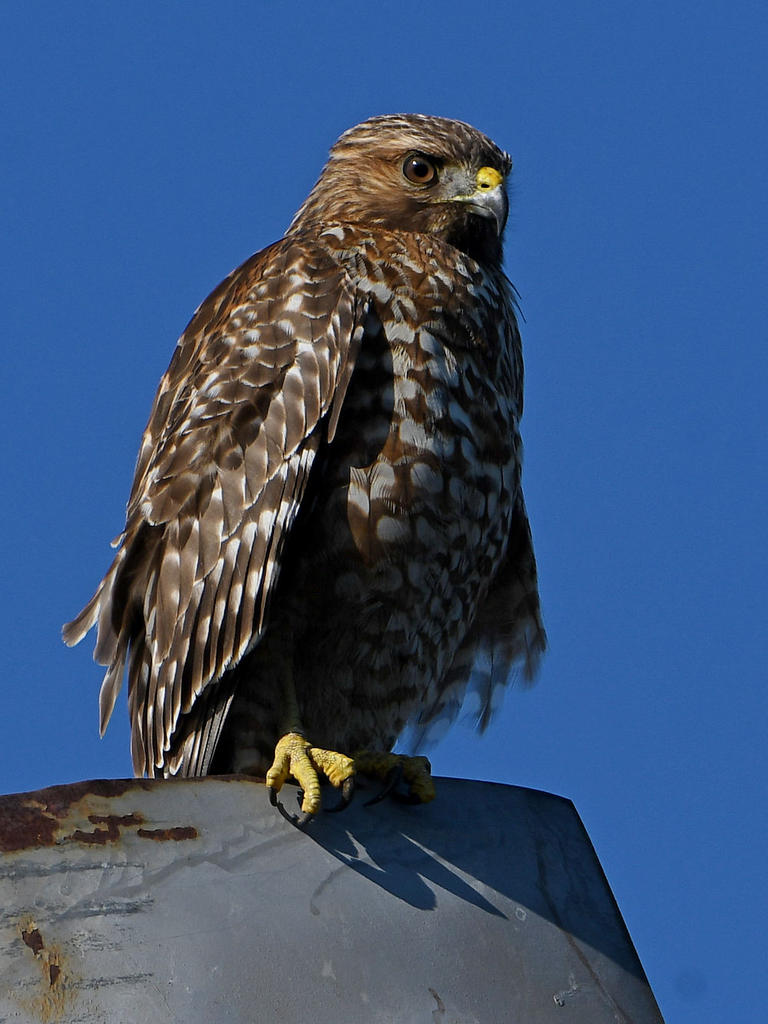 Hawk3.jpg