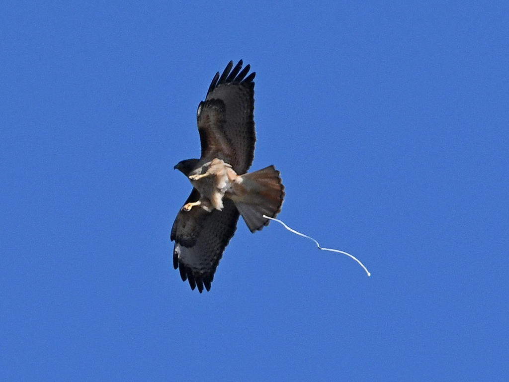 Hawk3.jpg