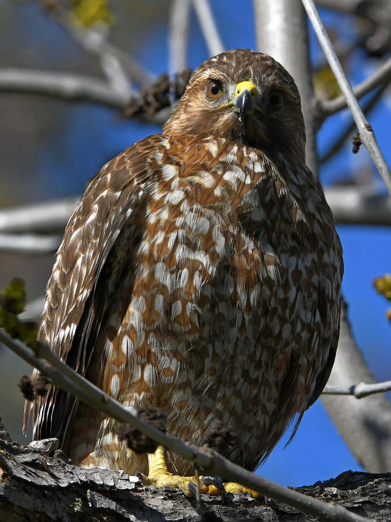 Hawk3.jpg