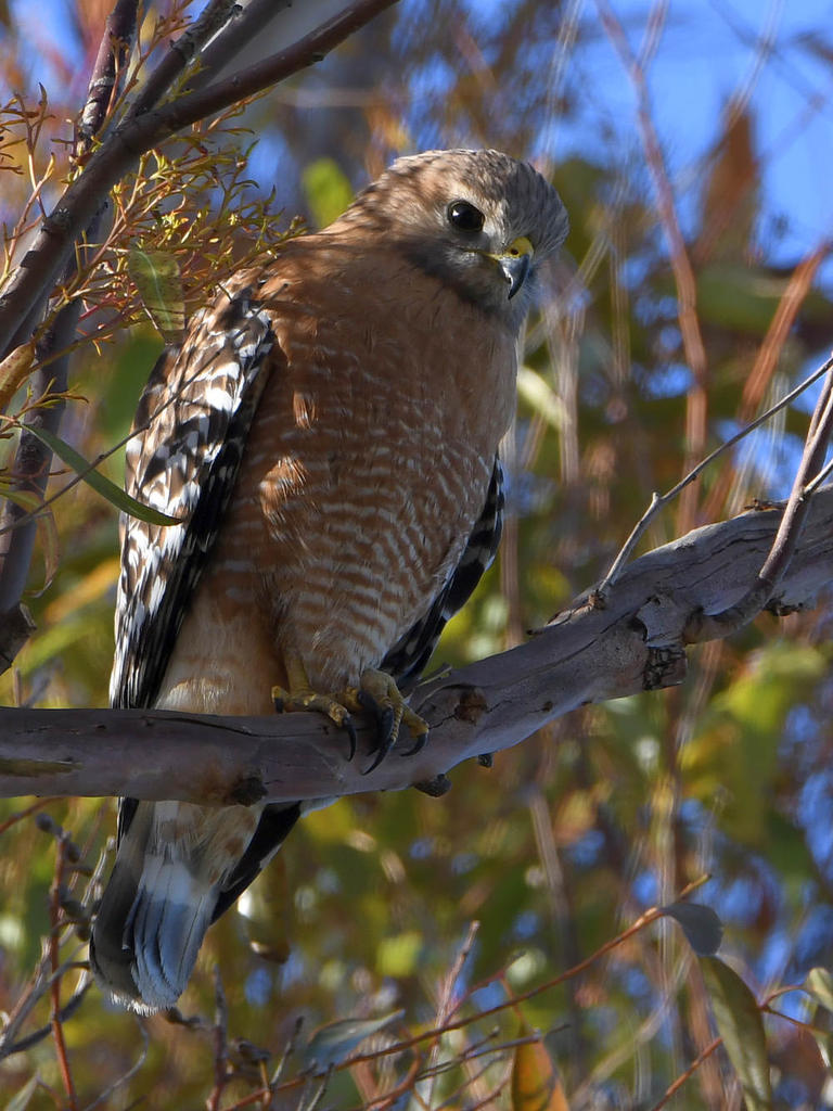 Hawk3.jpg