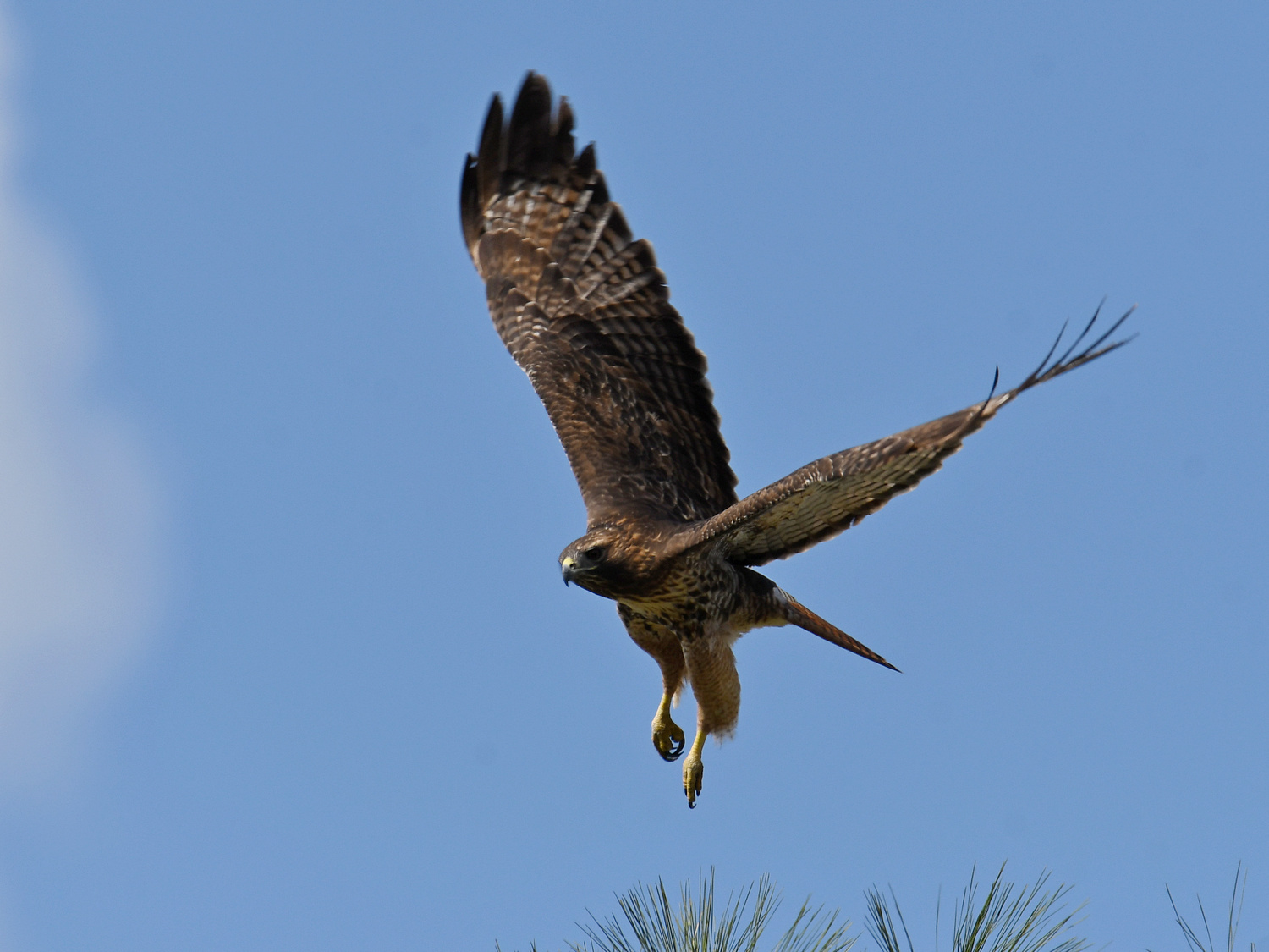 Hawk3.jpg