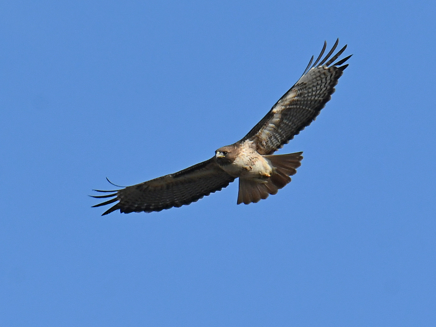 Hawk3.jpg