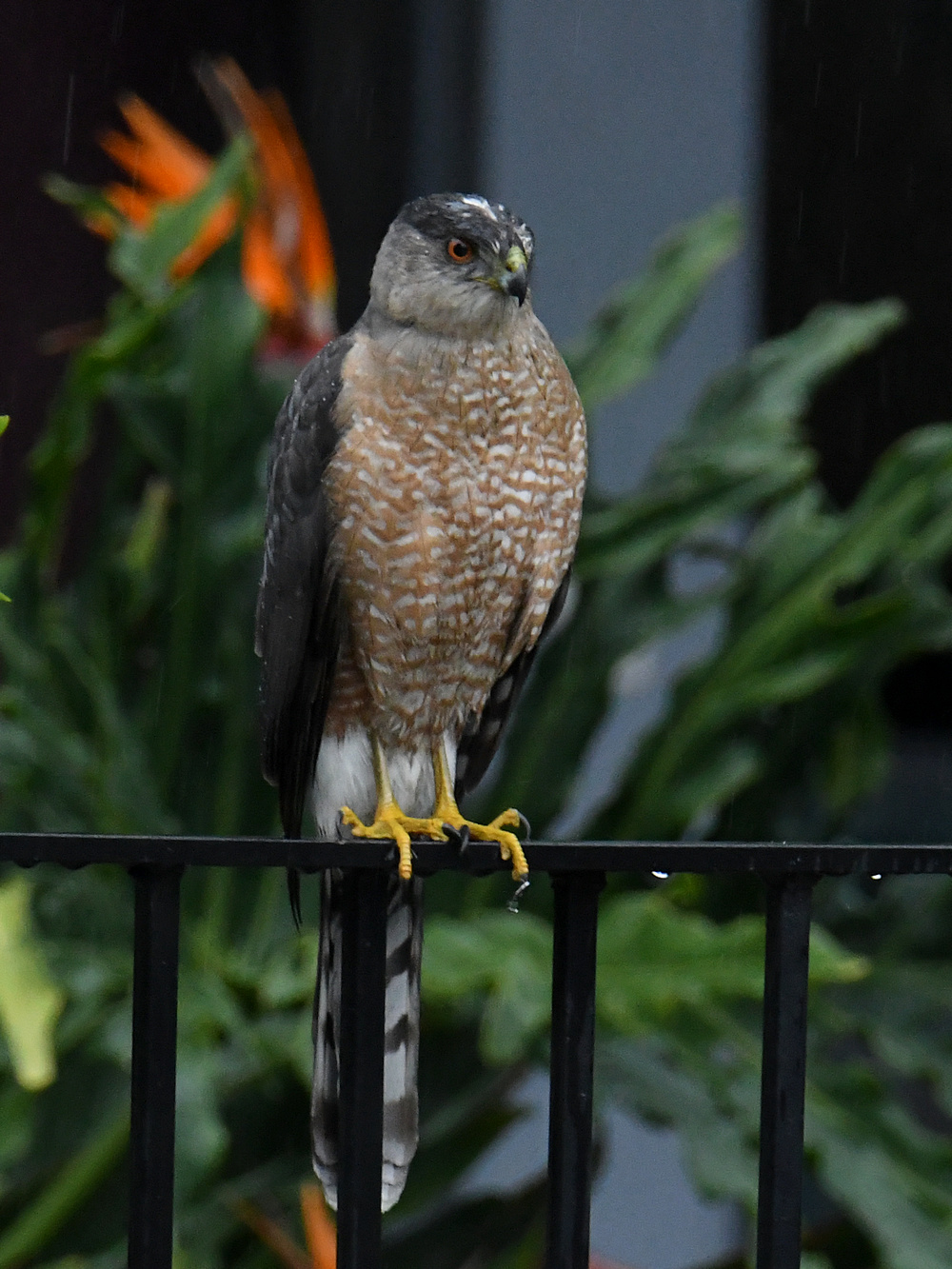 Hawk3.jpg