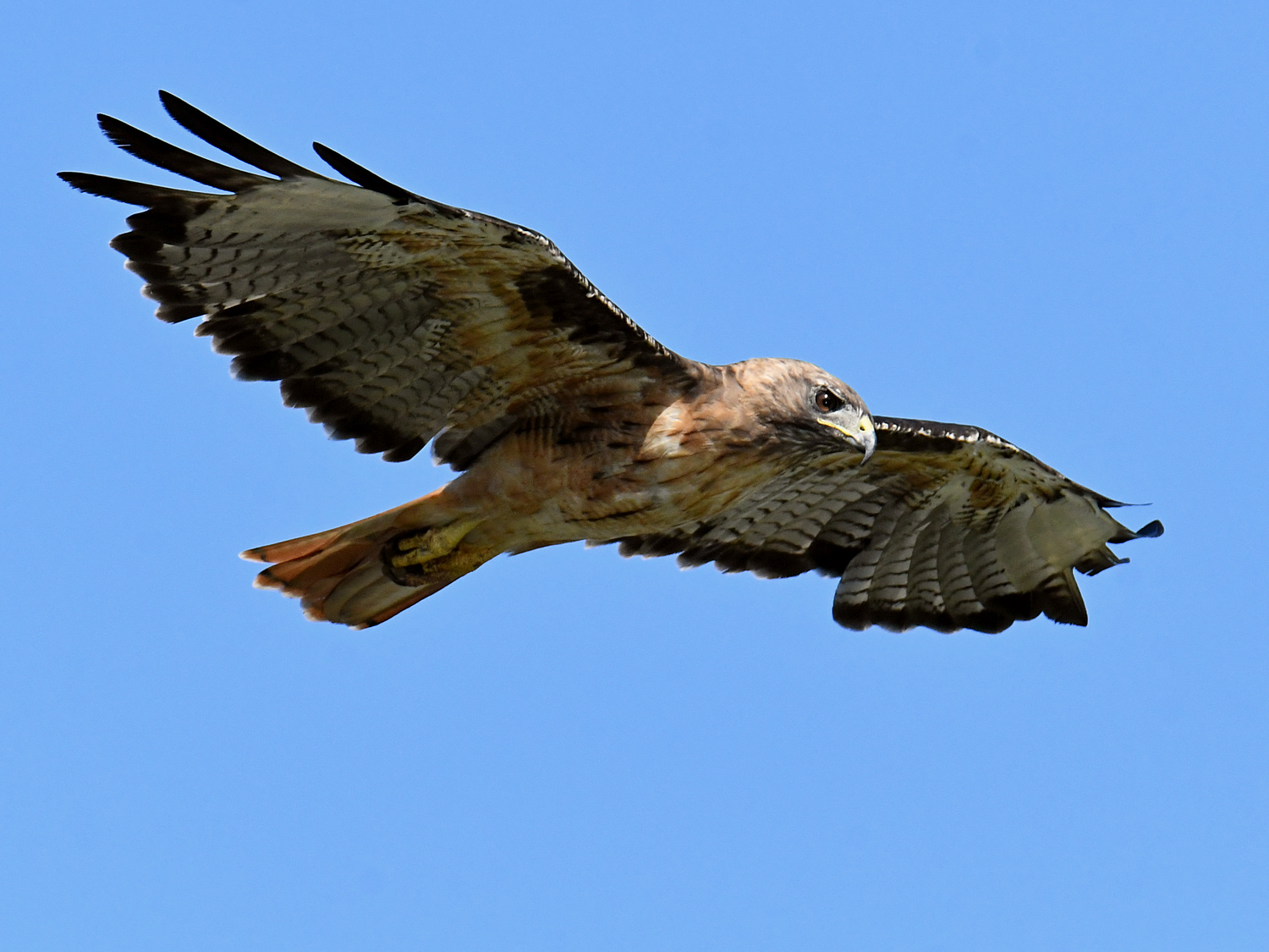 Hawk3.jpg