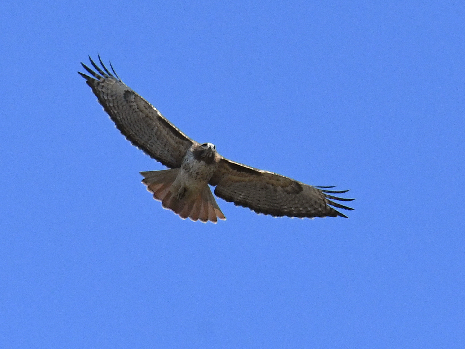 Hawk3.jpg