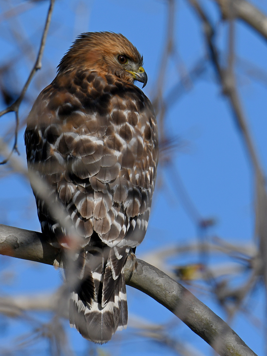 Hawk3.jpg