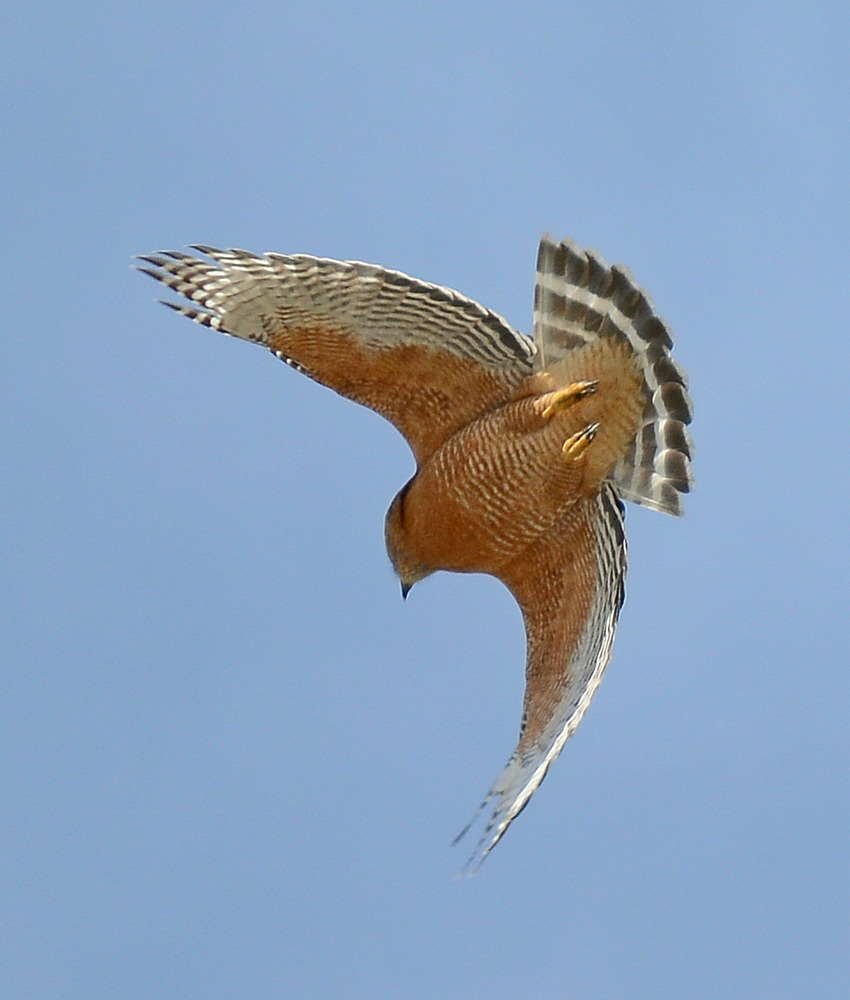 Hawk3.jpg