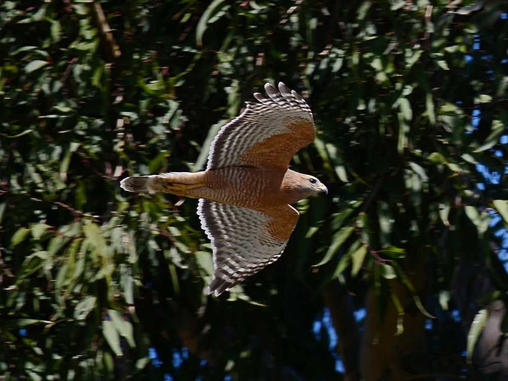 Hawk3.jpg