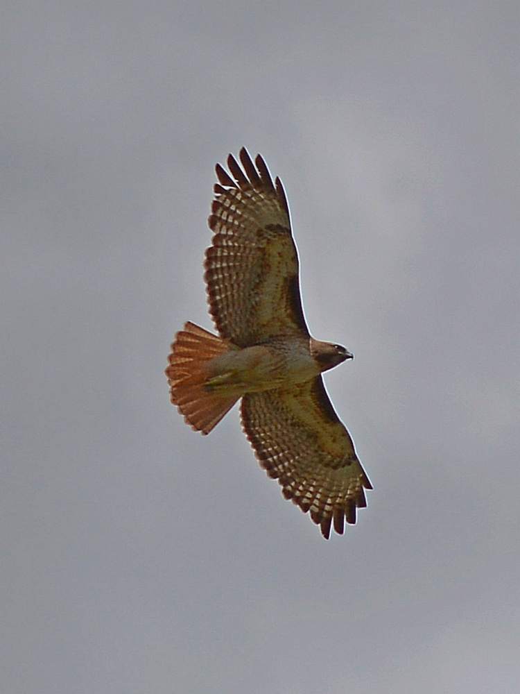 Hawk3.jpg