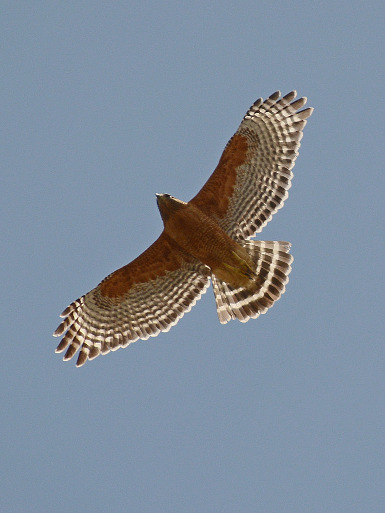 Hawk3.jpg