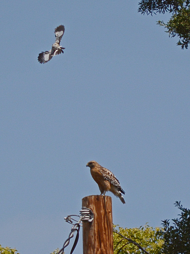 Hawk3.jpg