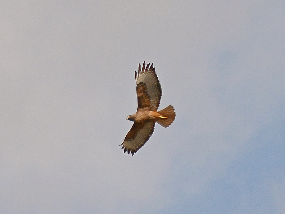 Hawk3.jpg