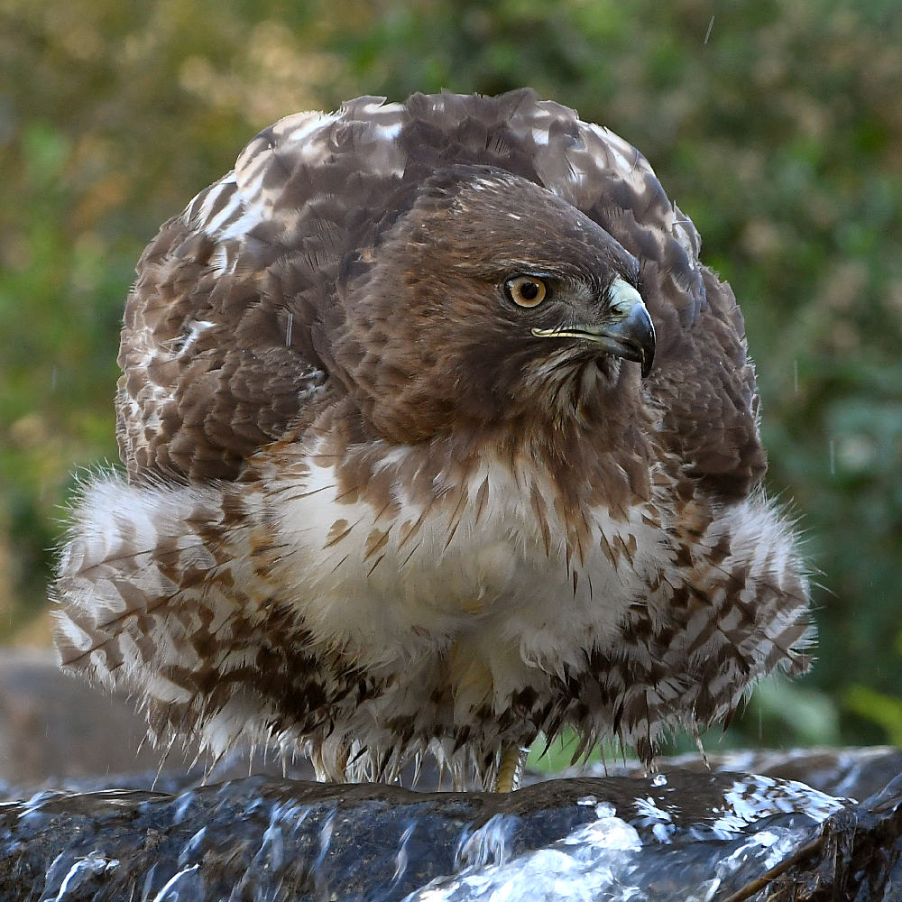 Hawk30.jpg