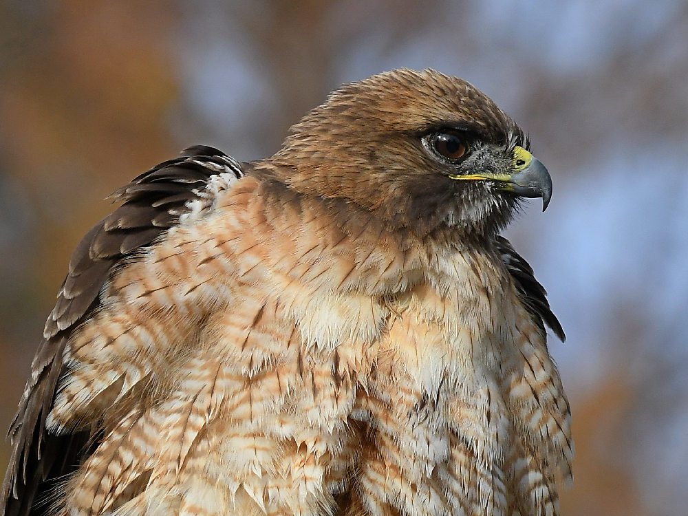 Hawk31.jpg
