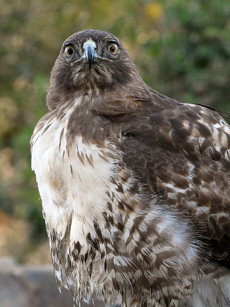 Hawk31.jpg