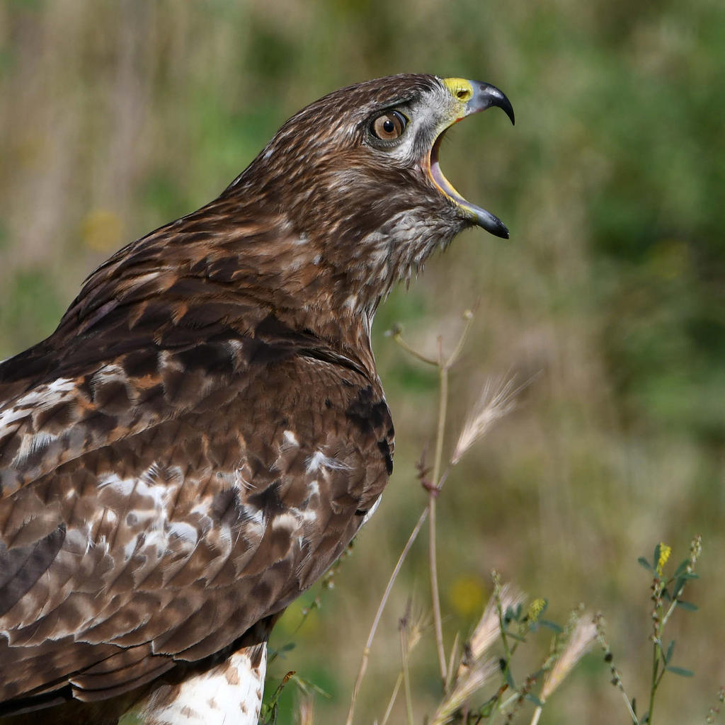 Hawk31.jpg