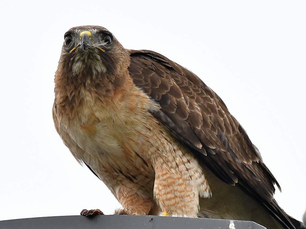 Hawk32.jpg