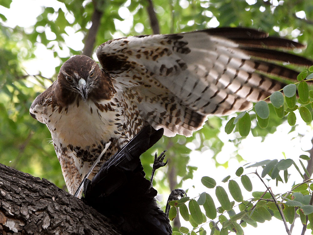 Hawk32.jpg