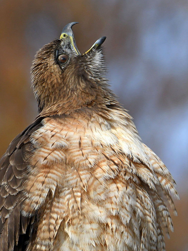 Hawk32.jpg