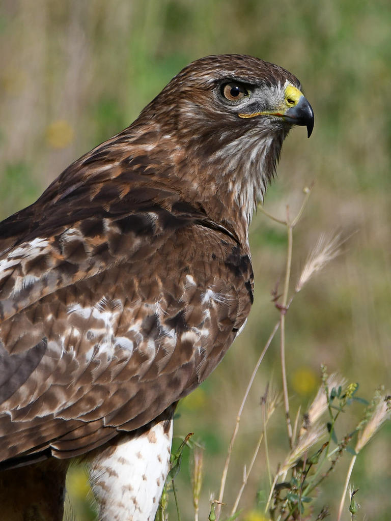 Hawk32.jpg