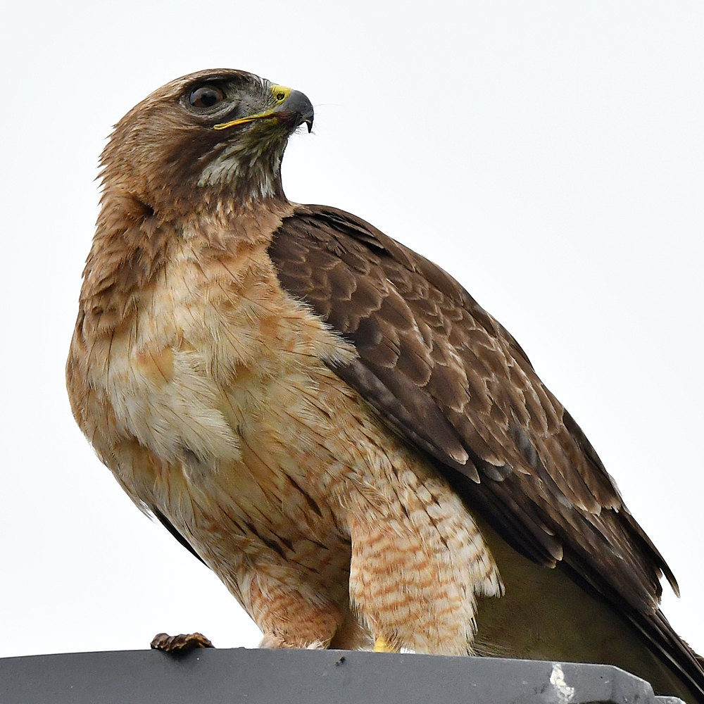 Hawk33.jpg
