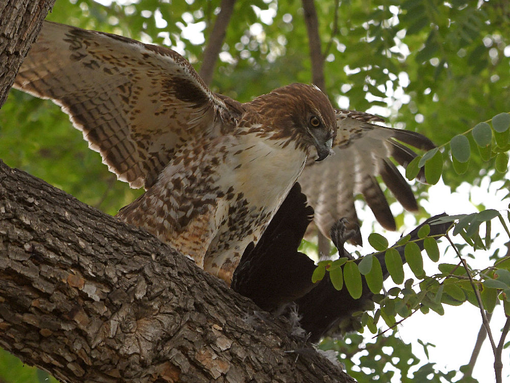Hawk33.jpg