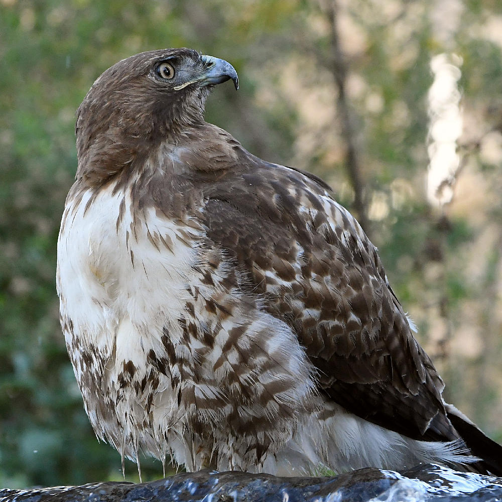 Hawk33.jpg