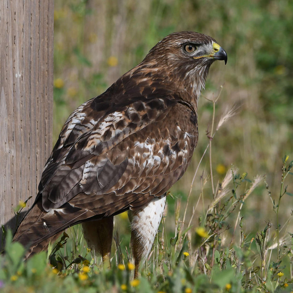 Hawk33.jpg