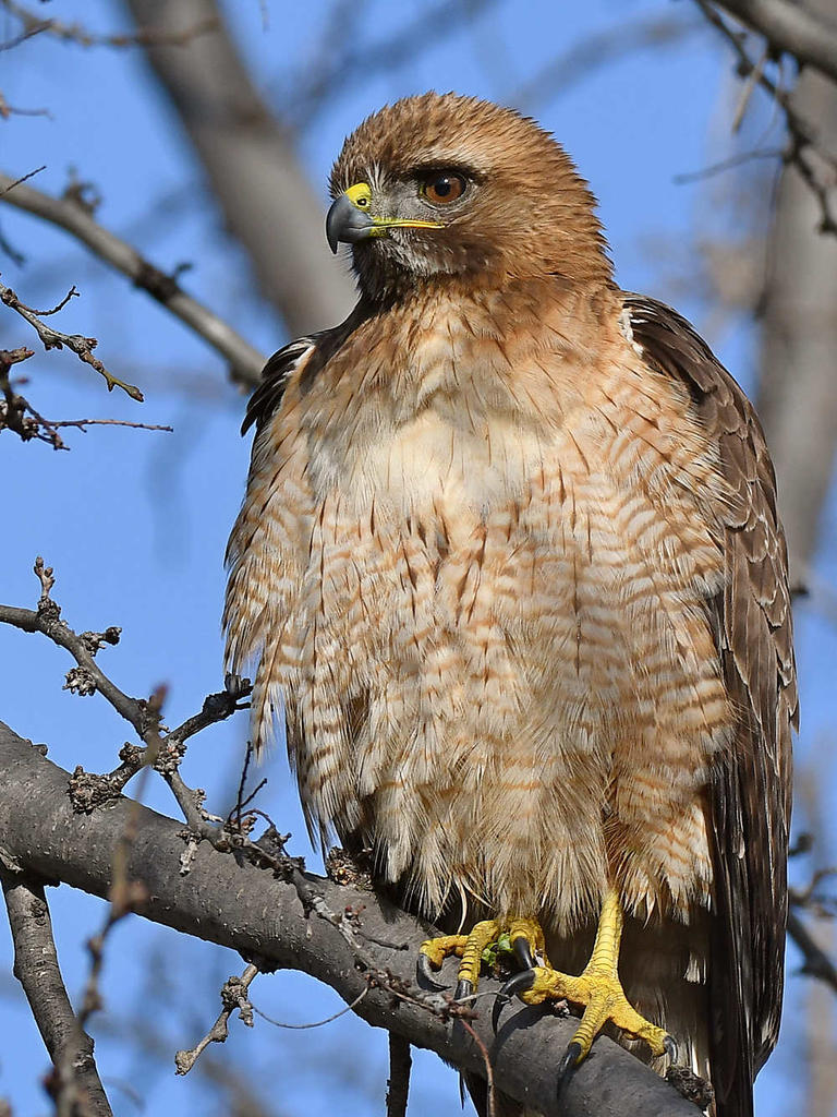 Hawk34.jpg