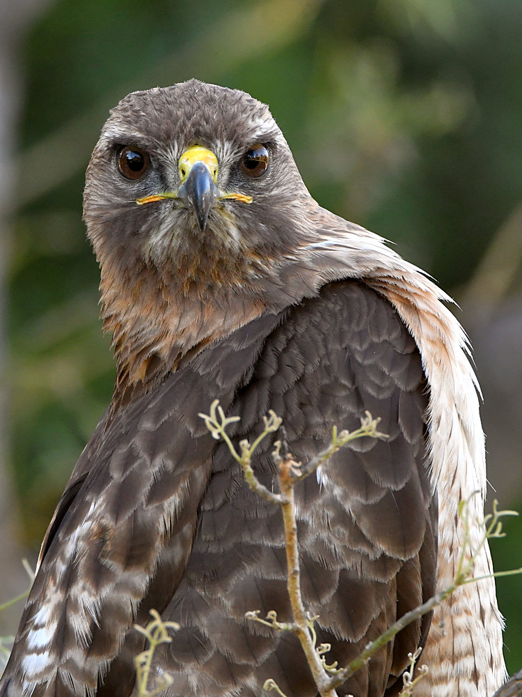 Hawk34.jpg