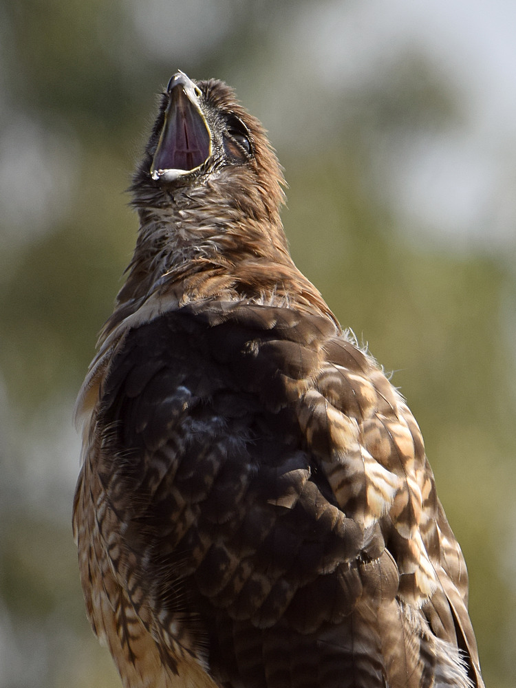 Hawk34.jpg