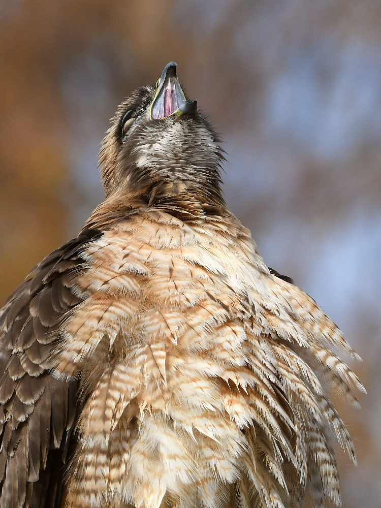 Hawk35.jpg