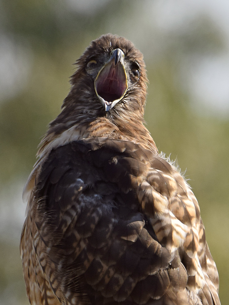 Hawk35.jpg