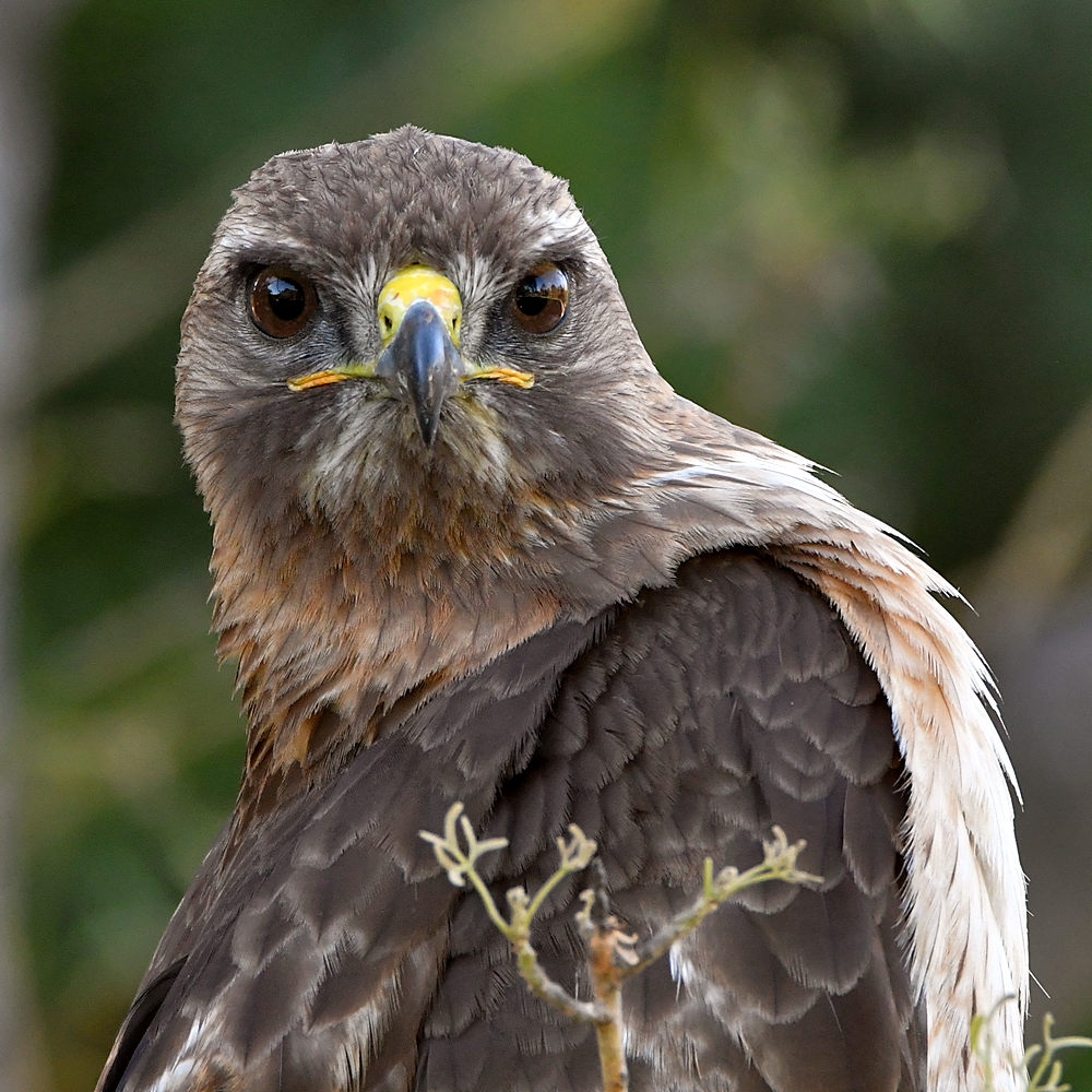 Hawk35_2017_04_30.jpg