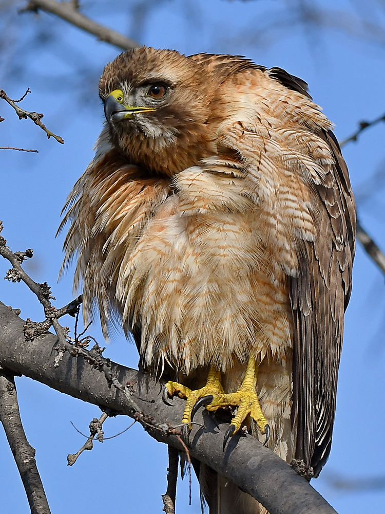 Hawk36.jpg