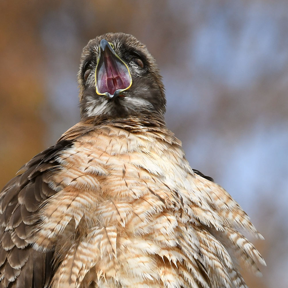 Hawk36.jpg