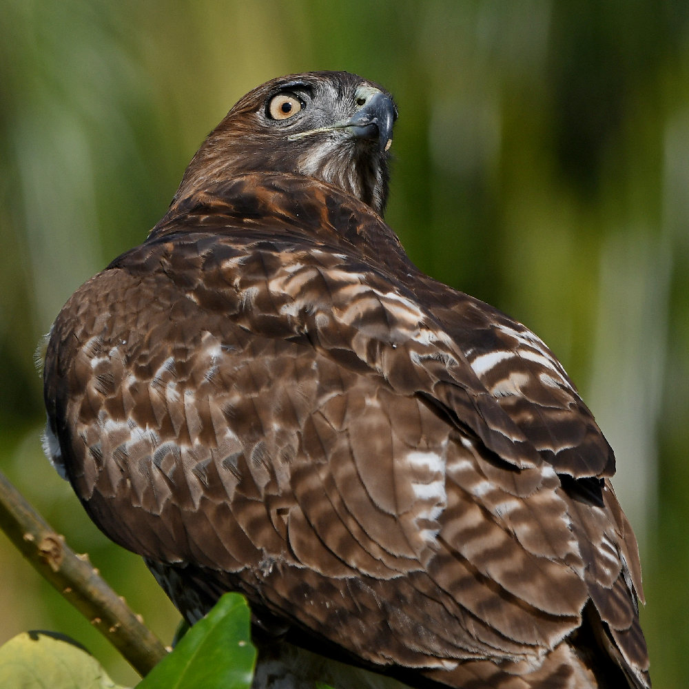 Hawk36.jpg