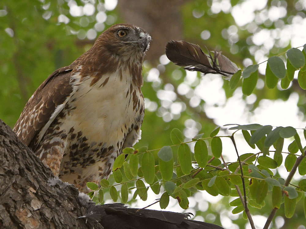 Hawk37.jpg