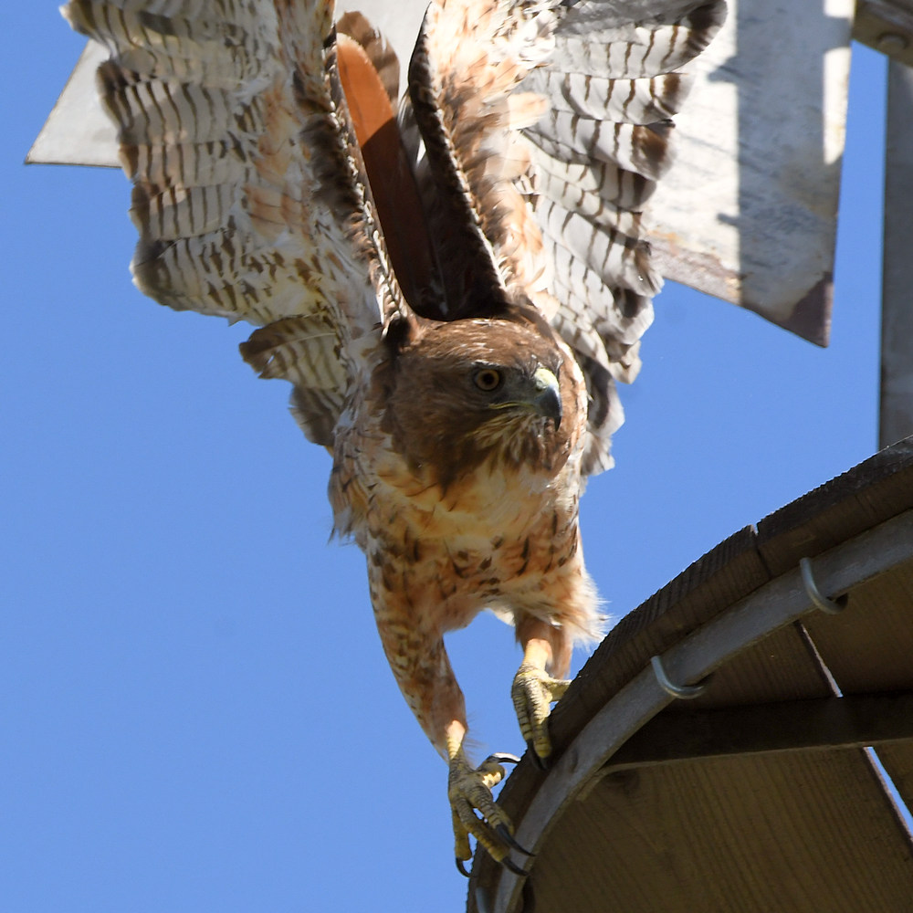 Hawk37.jpg
