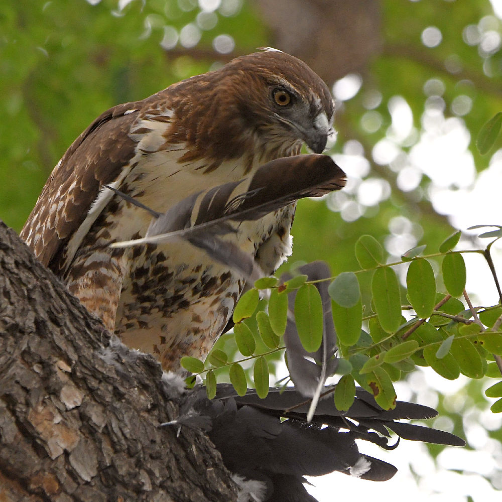 Hawk38.jpg