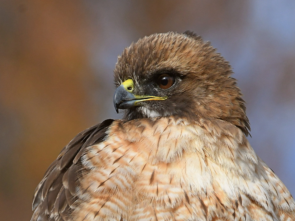 Hawk38.jpg