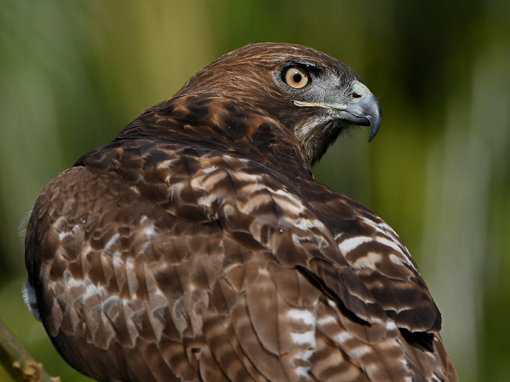 Hawk38.jpg