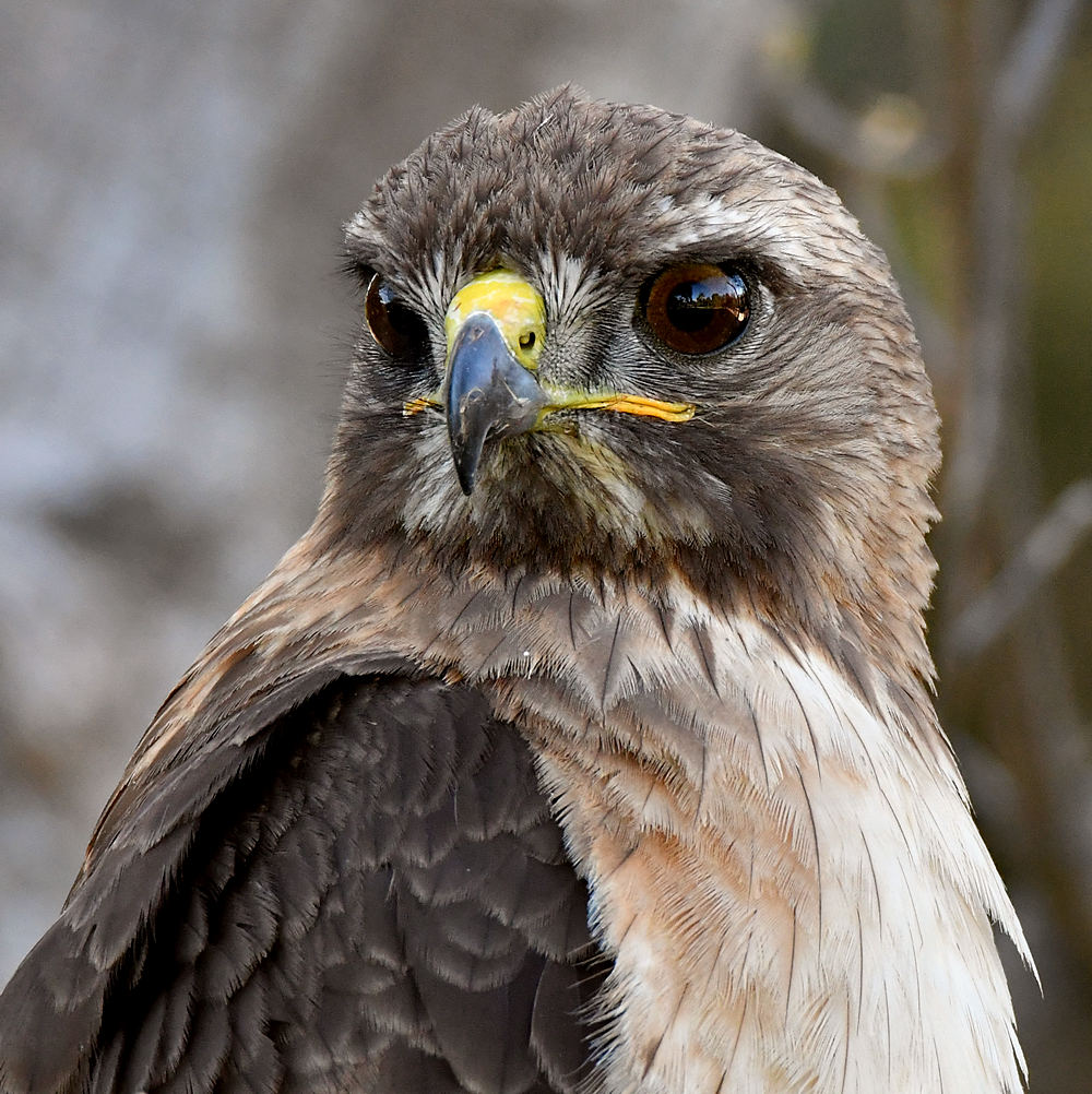 Hawk39.jpg