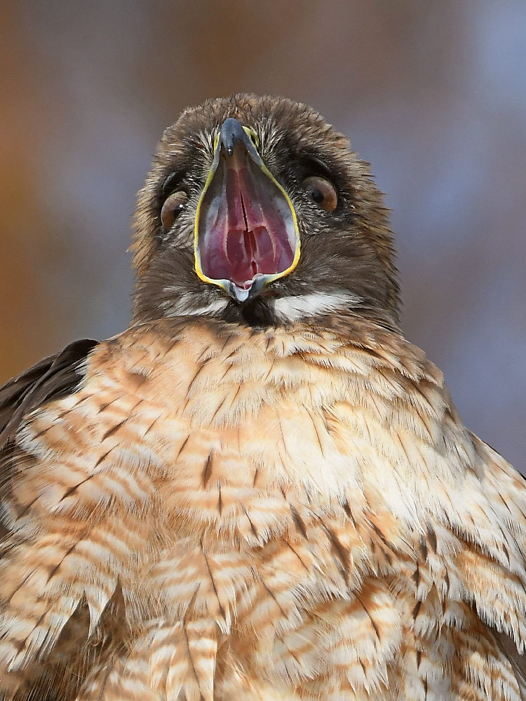 Hawk39.jpg